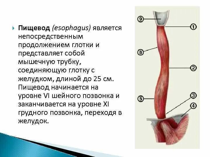 Пищевод простыми словами. Функции пищевода анатомия. Мышцы пищевода анатомия. Пищеварительная система пищевод. Анатомические структуры пищевода.
