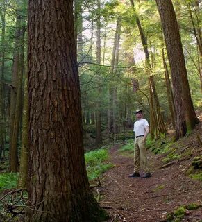 T forest