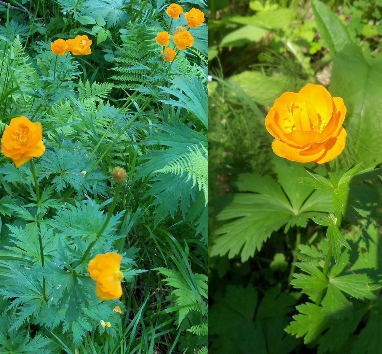 Как найти название цветка с телефона. Советские садовые цветы. Красивые цветы названия. Название растений. Как называется этот цветок.