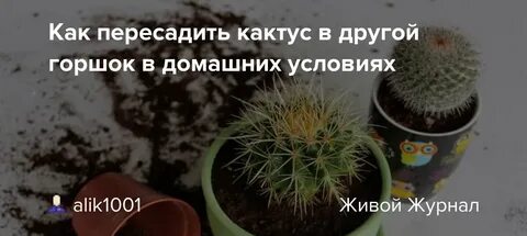 В какое время года пересаживать кактусы