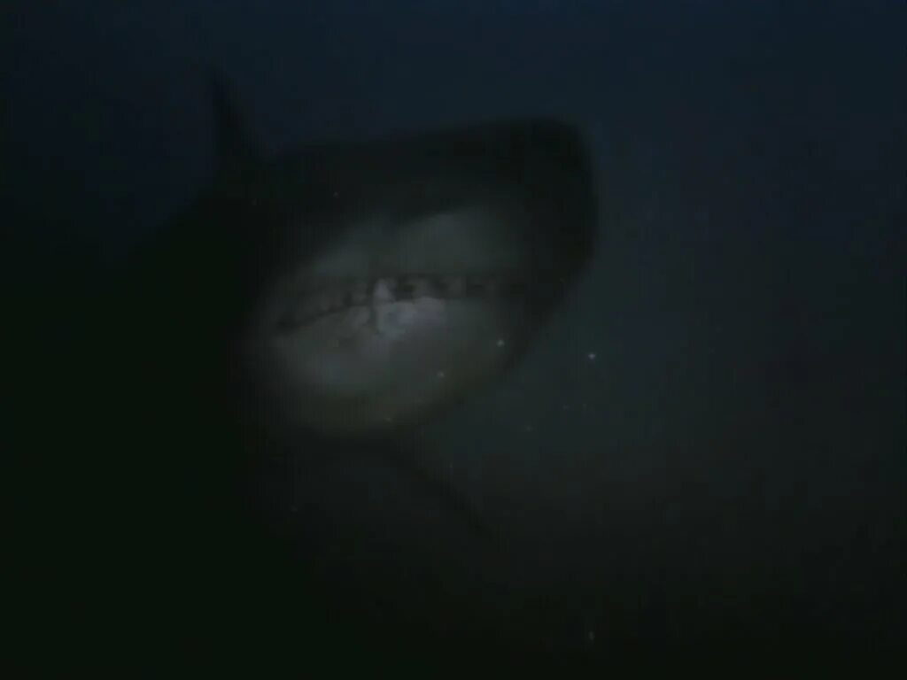 охотник на акул. охотник на акул 2001. чейз уолкер. охотник на акул фильм 2001. охотник на акул.