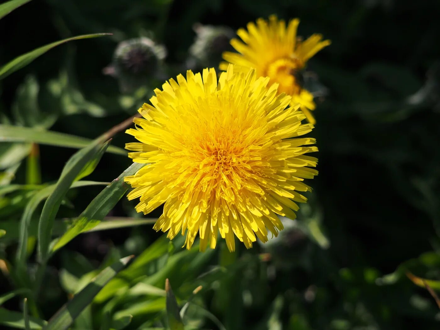 Одуванчик полевой лекарственный. Одуванчик лекарственный – Taraxacum officinale. Одуванчик полевой одуванчик полевой. Одуванчик полевой обыкновенный. Цветок одуванчика лекарственного