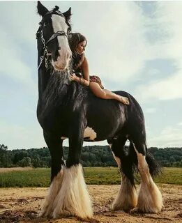 Horse but
