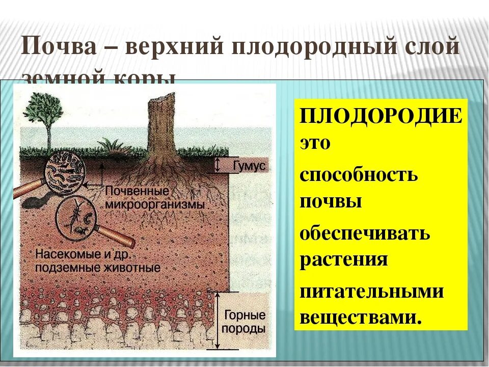 Какая почва является плодородной