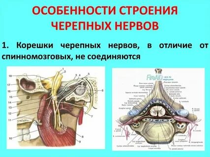 Основные признаки черепных