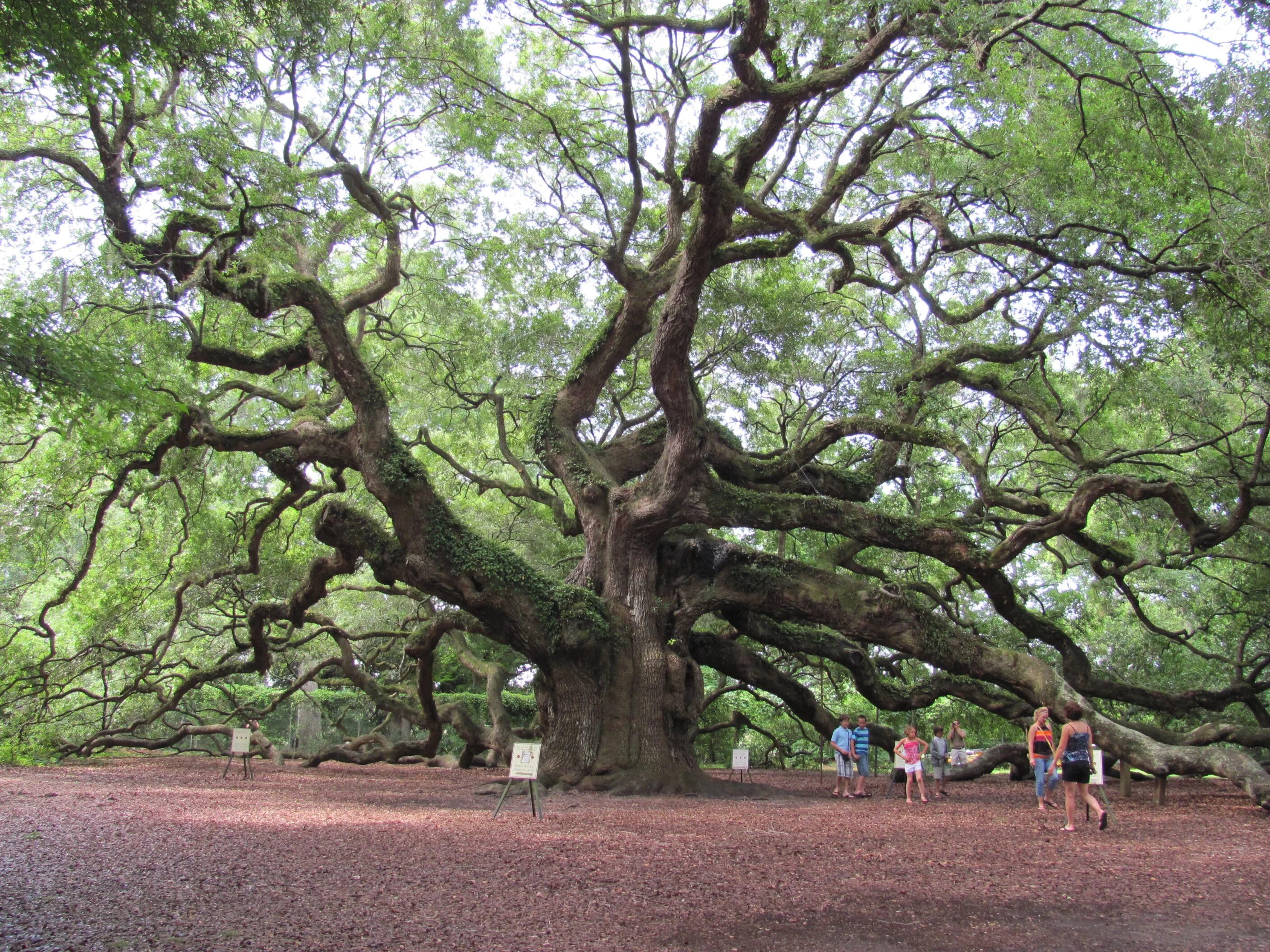 John tree. Денежный дуб (остров мари, шотландия). the oak tree шотландия. денежный дуб шотландия. дерево туаланг.