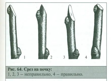 Правильный срез