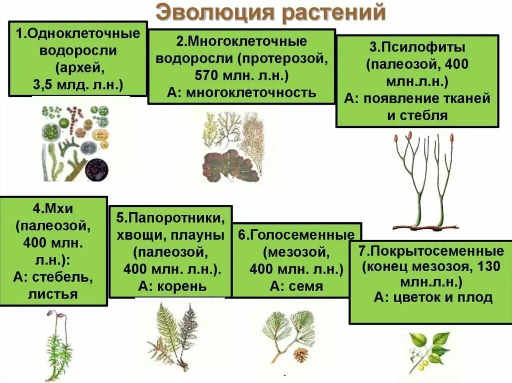 Появление вегетативных органов появление семени. Эволюционные преобразования у растений. Эволюция. Растения. Процесс эволюции растений. Эволюция развития растений.