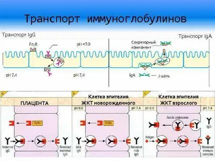 Иммуноглобулины проникающие через плаценту
