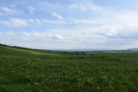 Сообщества леса луга степи