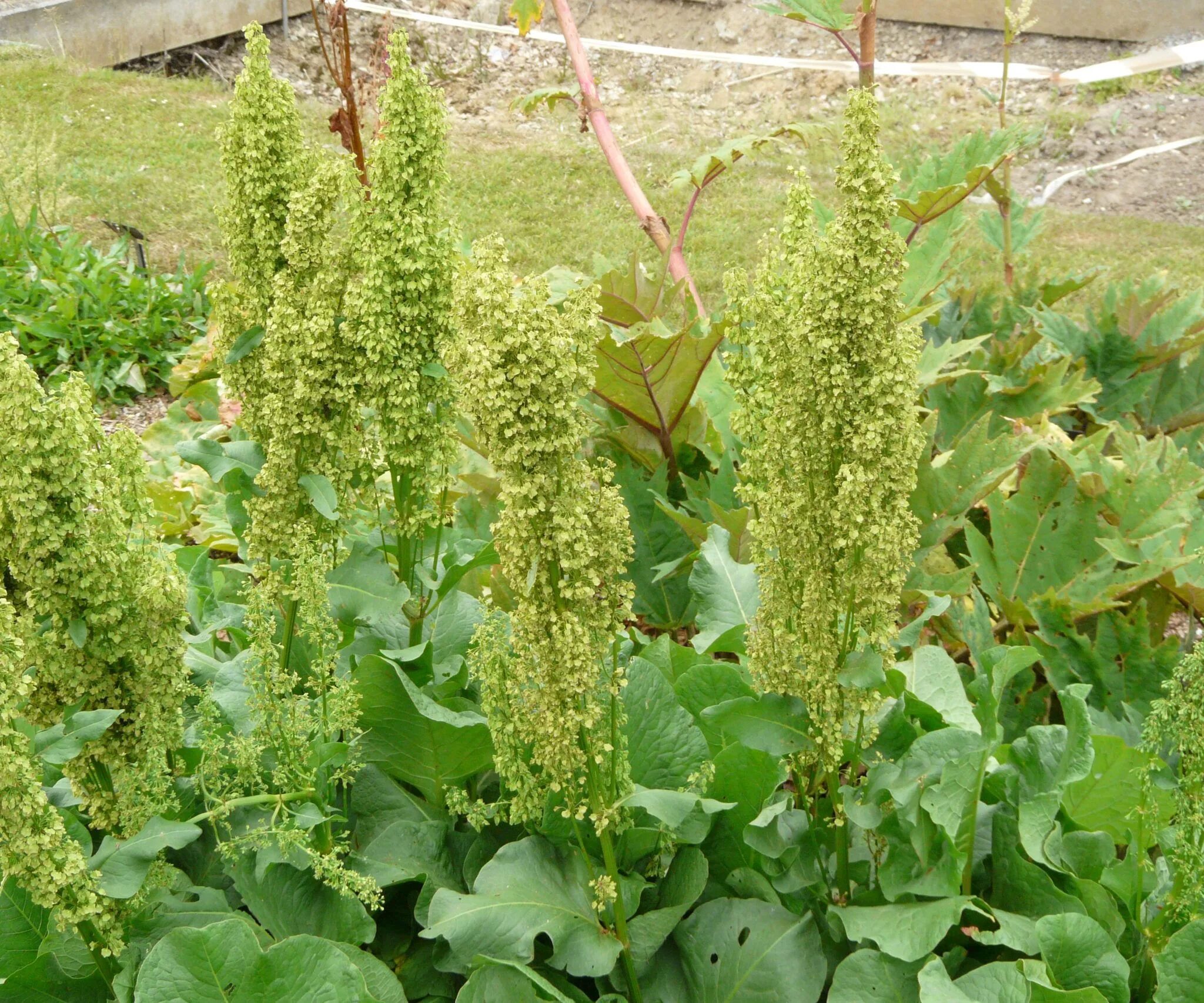 Конский щавель авелук. Ревень конский щавель. Щавель конский (rumex confertus). Щавель курчавый (rumex crispus l. Конский щавель лечебный.