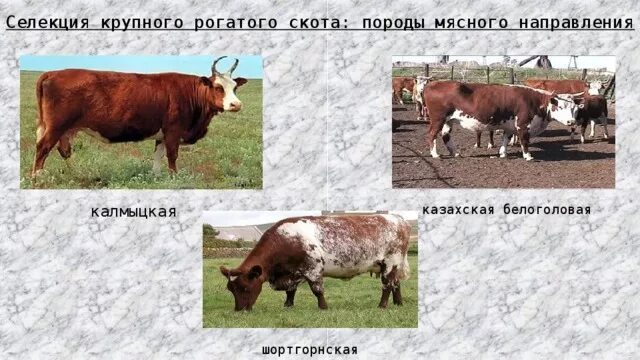 Рогатый скот примеры. Казахская белоголовая породы крупного рогатого скота. коровы герефорд казахская белоголовая. шортгорнская порода рогатого скота. калмыцкая белоголовая порода крс.