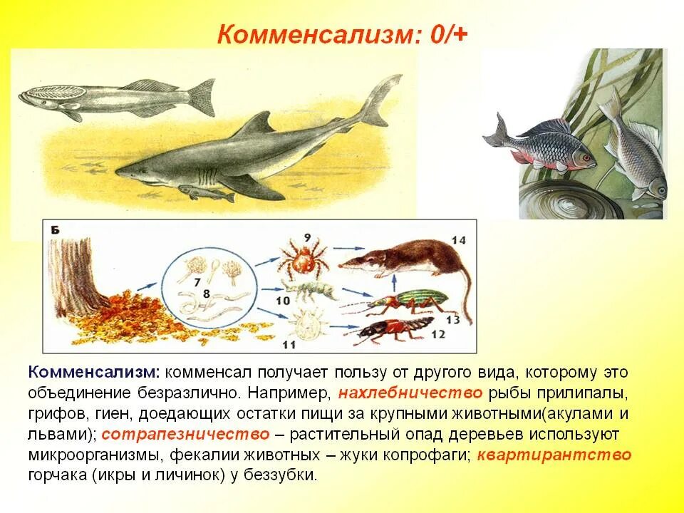 Комменсализм. Понятие комменсализм. Комменсализм примеры. Комменсализм это в биологии. Нахлебничество в биологии примеры