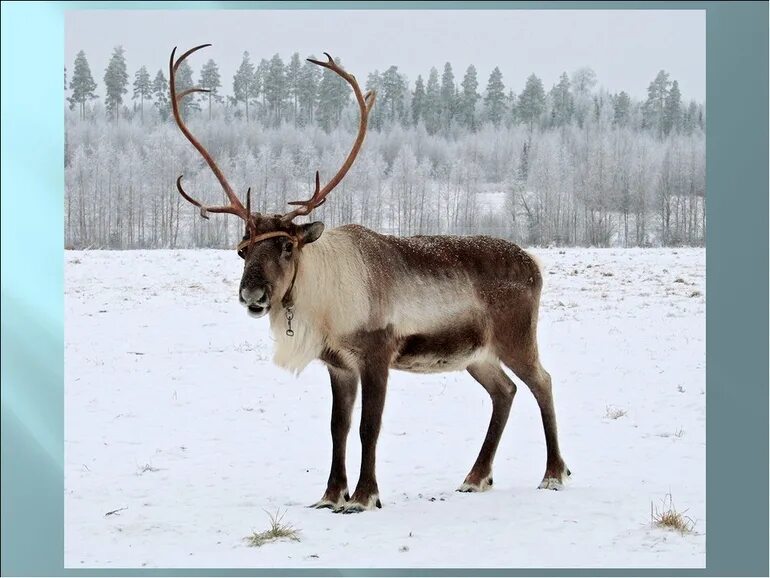 The Reindeer of Lapland Reindeer, Animals, Arctic animals