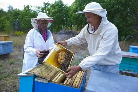 Пчеловод дата