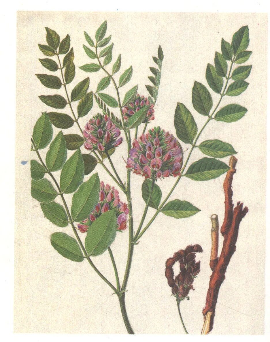 Солодка латынь. Солодка уральская (glycyrrhiza uralensis). корень солодки, солодка уральская, лакричник. лакричник солодка уральская. солодка коржинского.