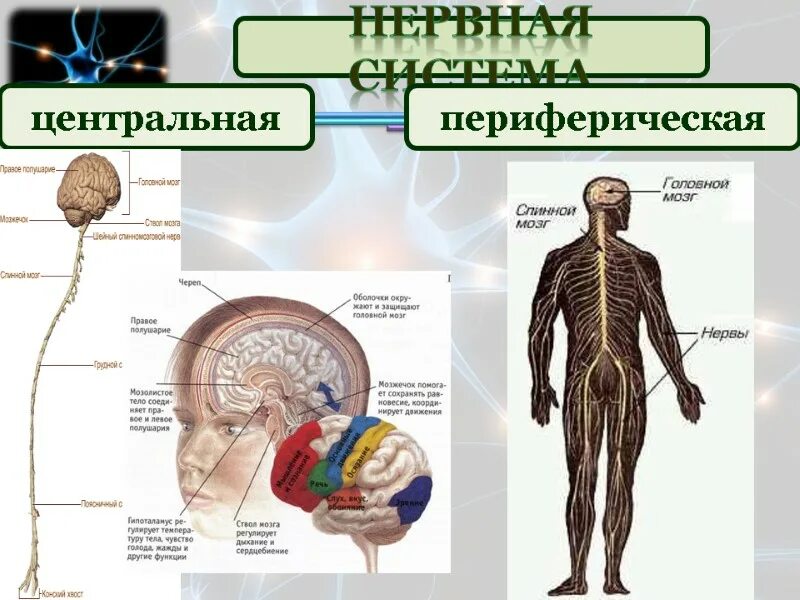 Нервная система ЦНС И ПНС схема. Основные отделы центральной нервной системы человека схема. Периферическая нервная система анатомия строение. Нервная система Центральная и периферическая схема. Какие органы относятся к центральной нервной системе