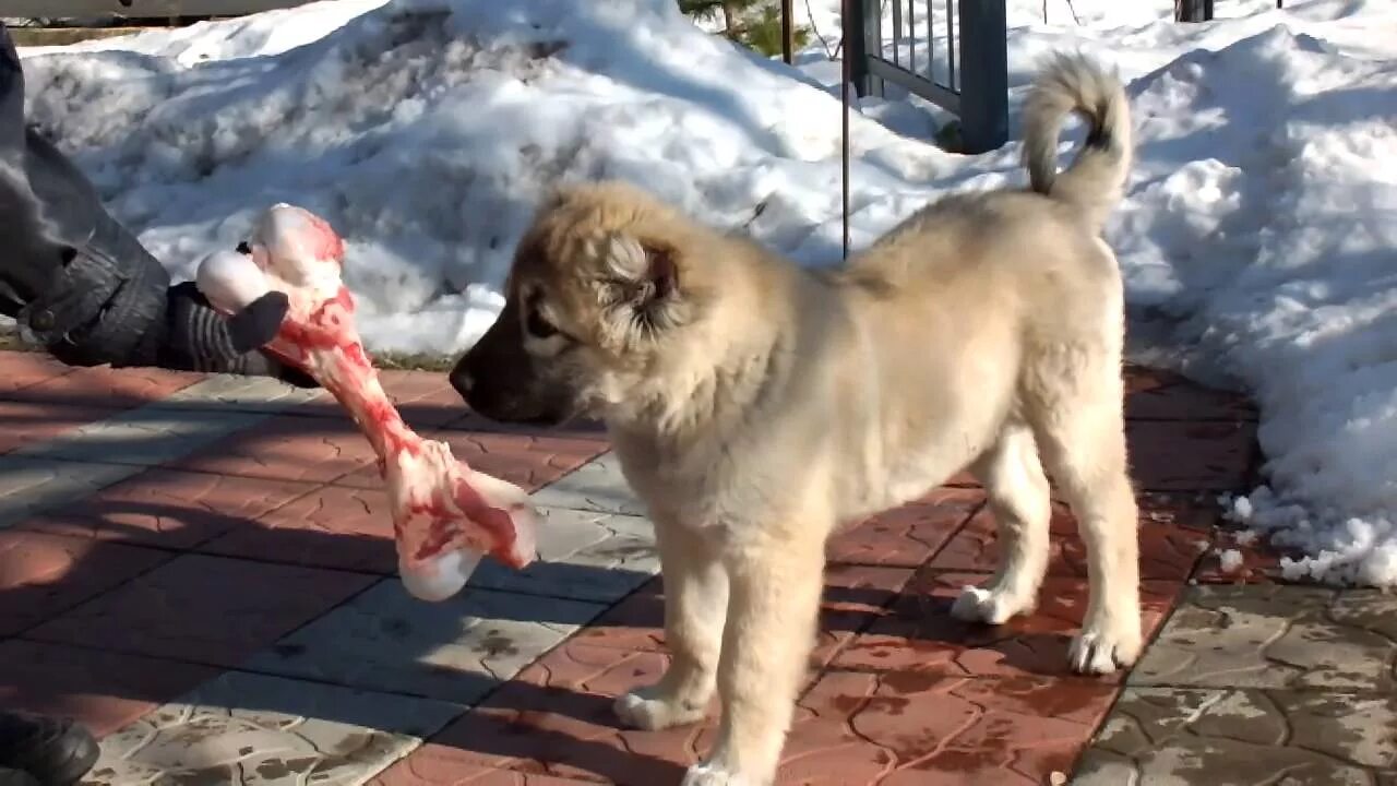 Кавказская овчарка Гампр. Армянский алабай Гампр. Собака Гампр армянский волкодав. Гампр + овчарка. Можно овчаркам давать кости