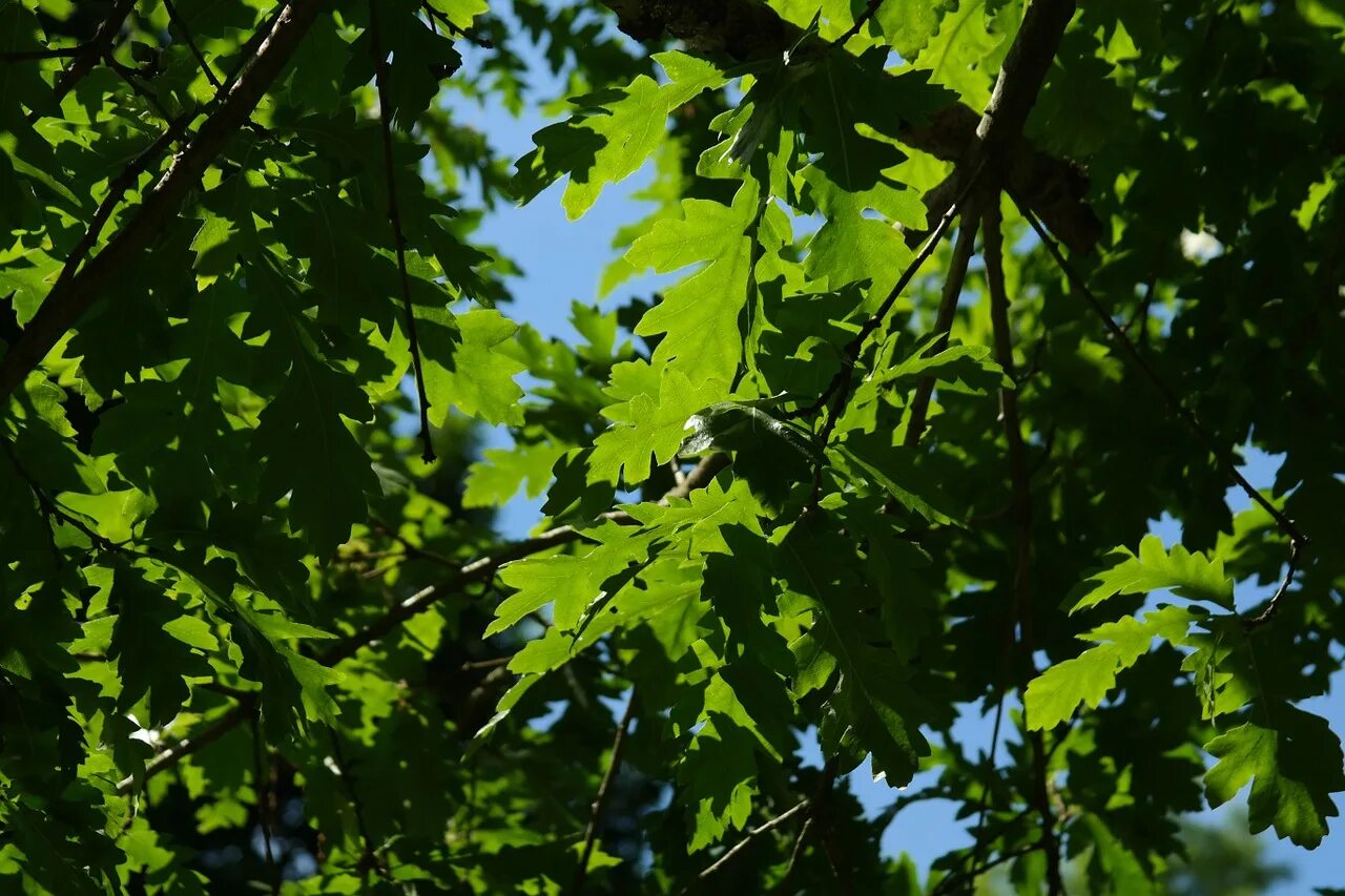 Листва деревьев. Листья деревьев. Дуб дерево. Листва дуба. Leaves on the back