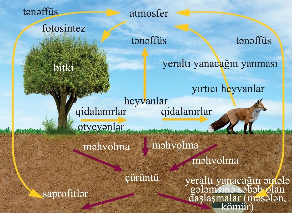 Тест по теме фотосинтез 6 класс биология. Биология Фани. Biologiya 6-тон Synp. Фотопериодизм картинки без текста для презентации. Факты о биологии.