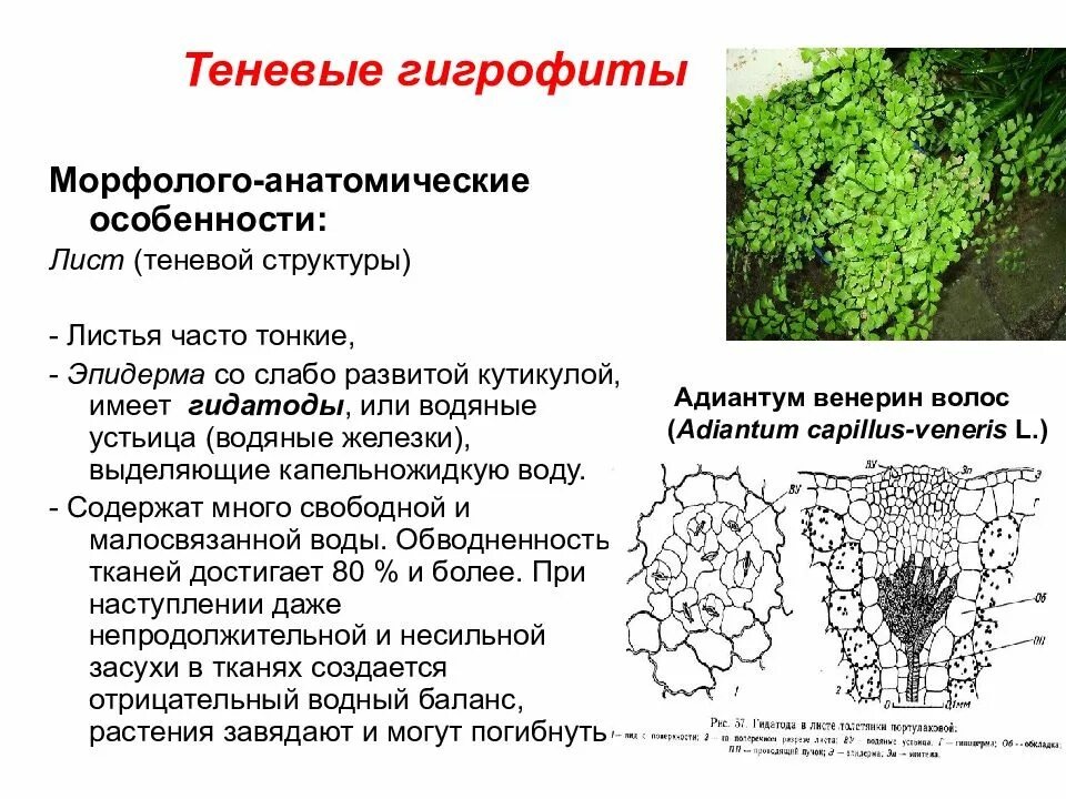Анатомические особенности растений из разных мест обитания. Строение листа гигрофита. гигрофиты приспособления. гигрофиты особенности строения. теневые гигрофиты.