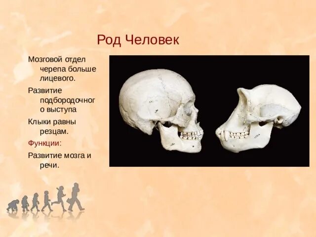 Развитый подбородочный выступ череп. Мозговой отдел черепа. Подбородочный Выступ на черепе. Мозговой и лицевой отделы черепа. Мозговой отдел больше лицевого.