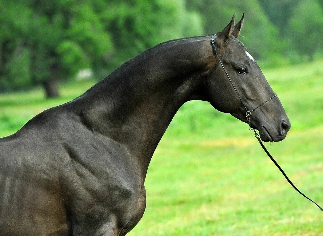 Длинная прямая шея у лошади. Мелекуш ахалтекинец. Ахалтекинская лошадь Мелекуш. Шея лошади. Конь в профиль.