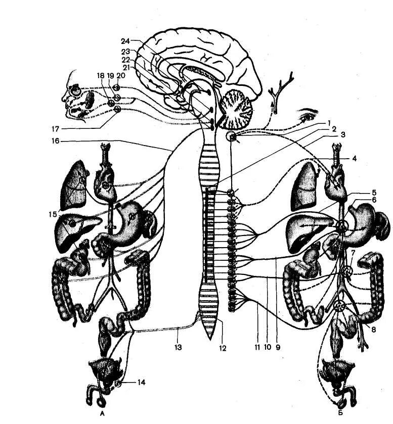 Вегетативная нервная система ВНС. Строение симпатической части вегетативной нервной системы. Вегетативная нервная система схема. Парасимпатическая часть вегетативной нервной системы.