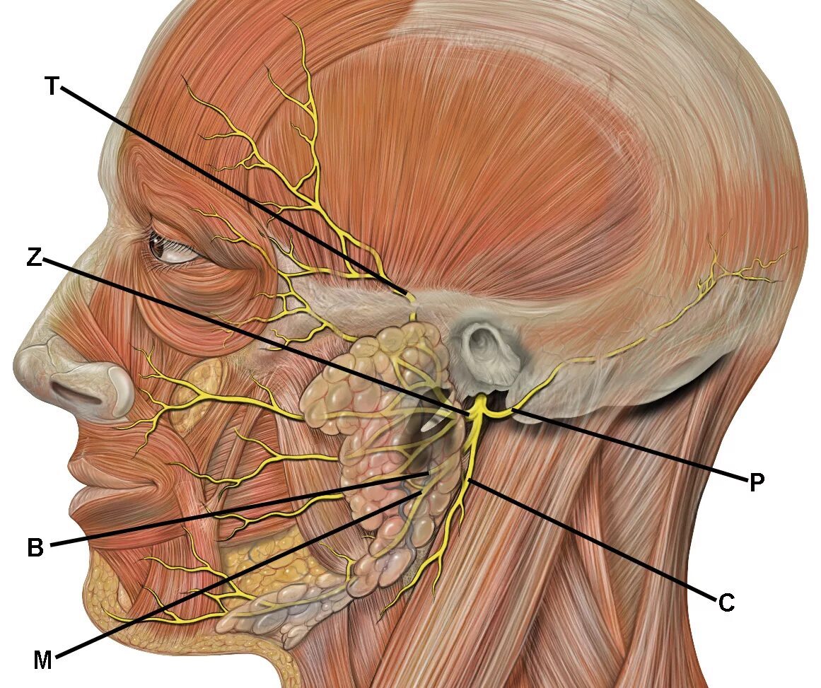 Лицевой нерв околоушная железа. Nervus trigeminus анатомия. Лицевой нерв (n. Facialis). Лицевой нерв и тройничный нерв.