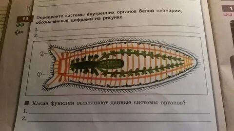 Заполните таблицу системы органов белой планарии