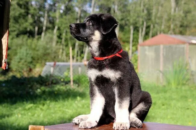 1. 4wd. Саранск, улица красина, 2 на карте. Ветклиника верный друг саранск. Верный друг саранск.