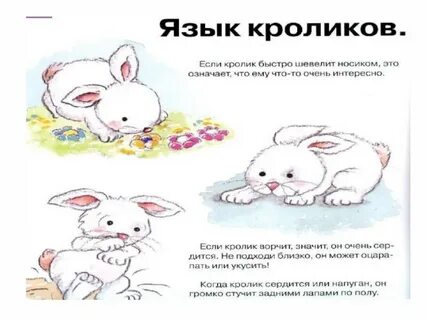 Сценарии зайца