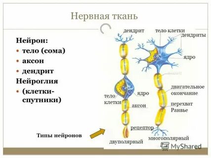 Клетки называются нейронами какая ткань