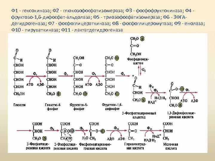 Соединения регулирующие активность фосфофруктокиназы 1. Глюкозофосфатизомераза. Строение гексокиназы. Гексокиназа класс ферментов.