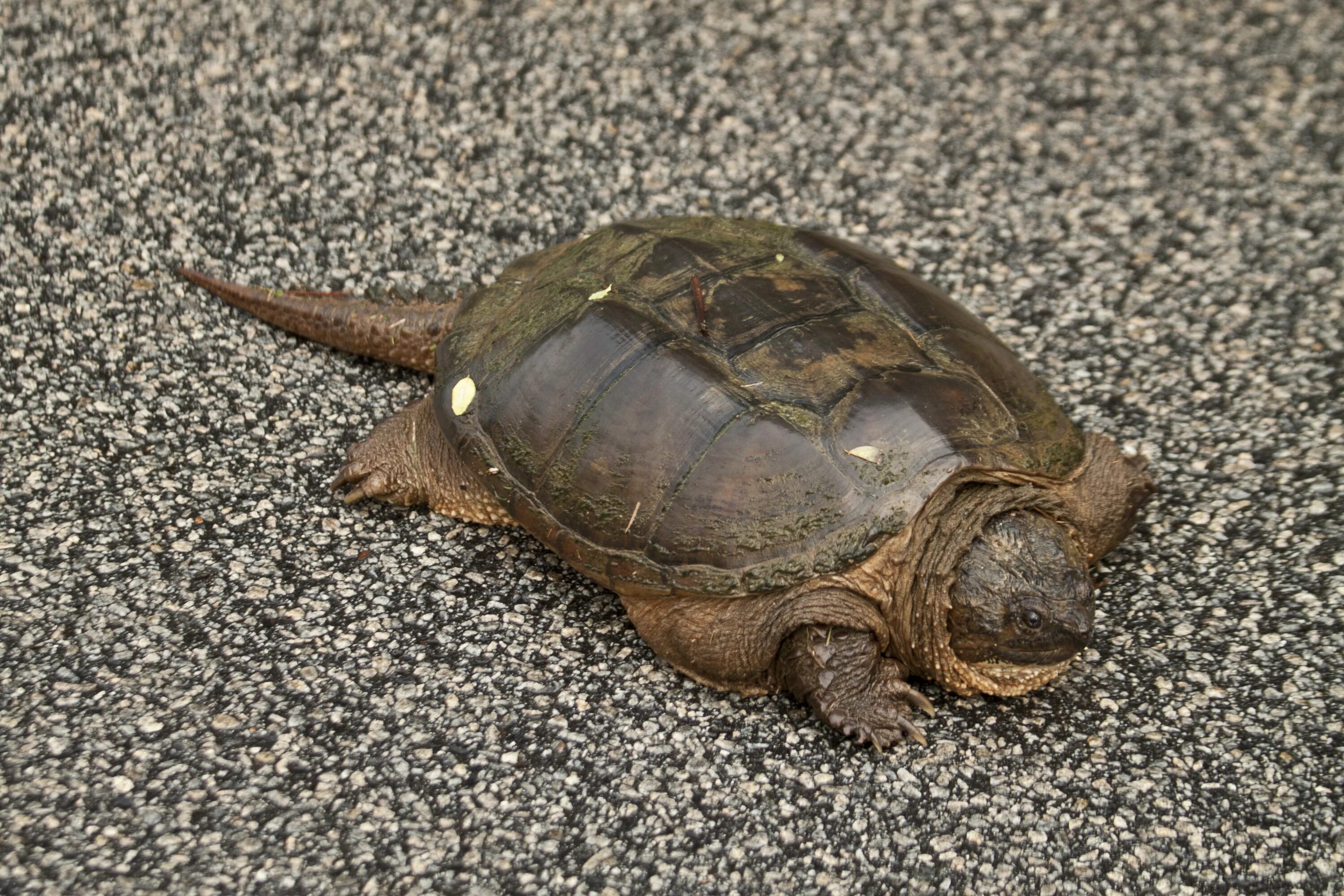 Каймановая черепаха (Chelydra serpentina). Каймановые черепахи (Chelydridae). Грифовая черепаха. Малая мускусная черепаха. Черепахи примет