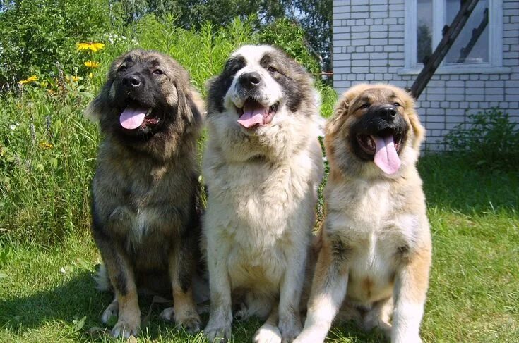 Pin by Benjamin on Perros Caucasian shepherd dog, Caucasian shepherd, Giant dog 