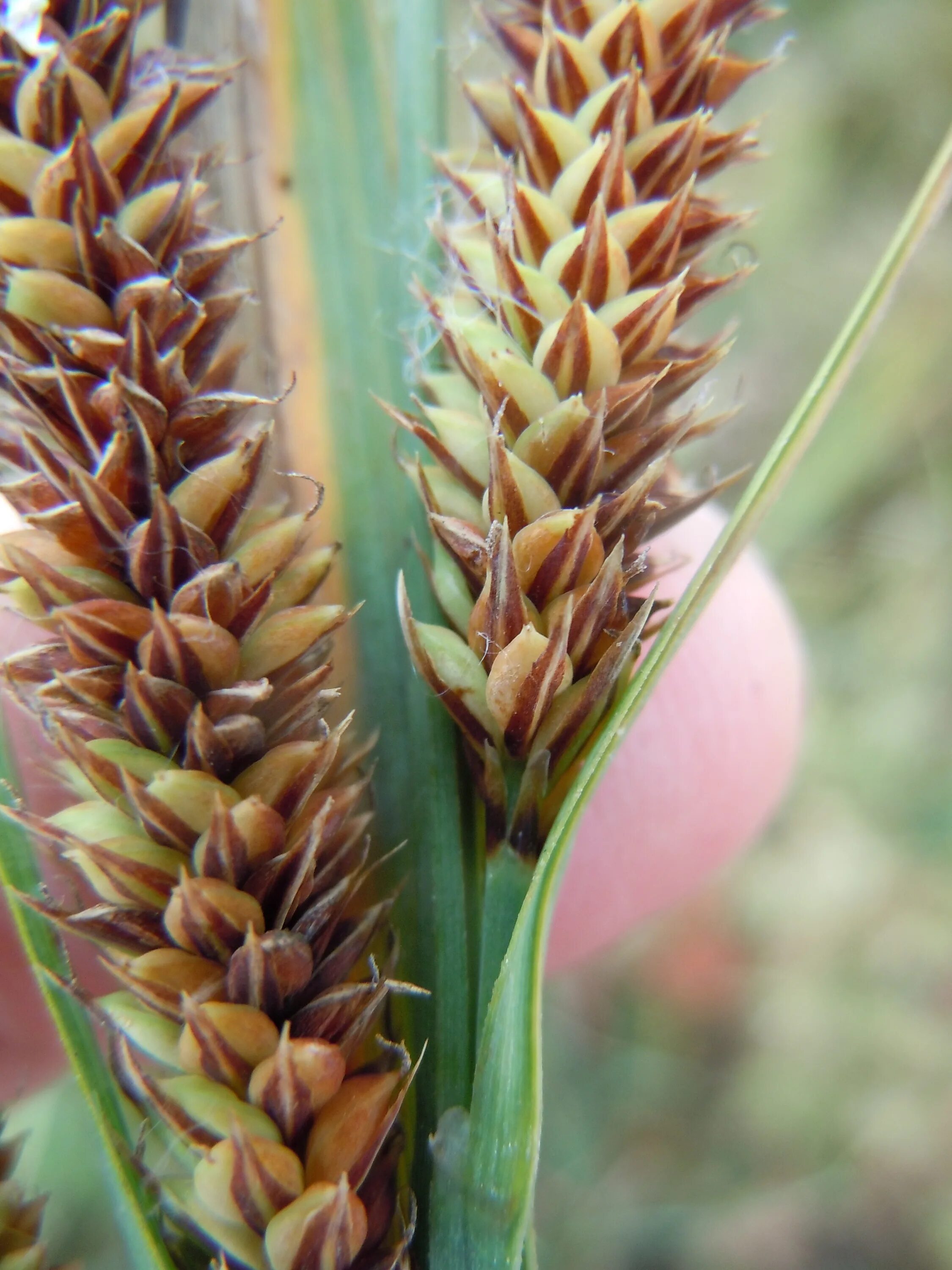 Кх колос. Carex panicea. колос редкий. колос борубудура. колос микра.
