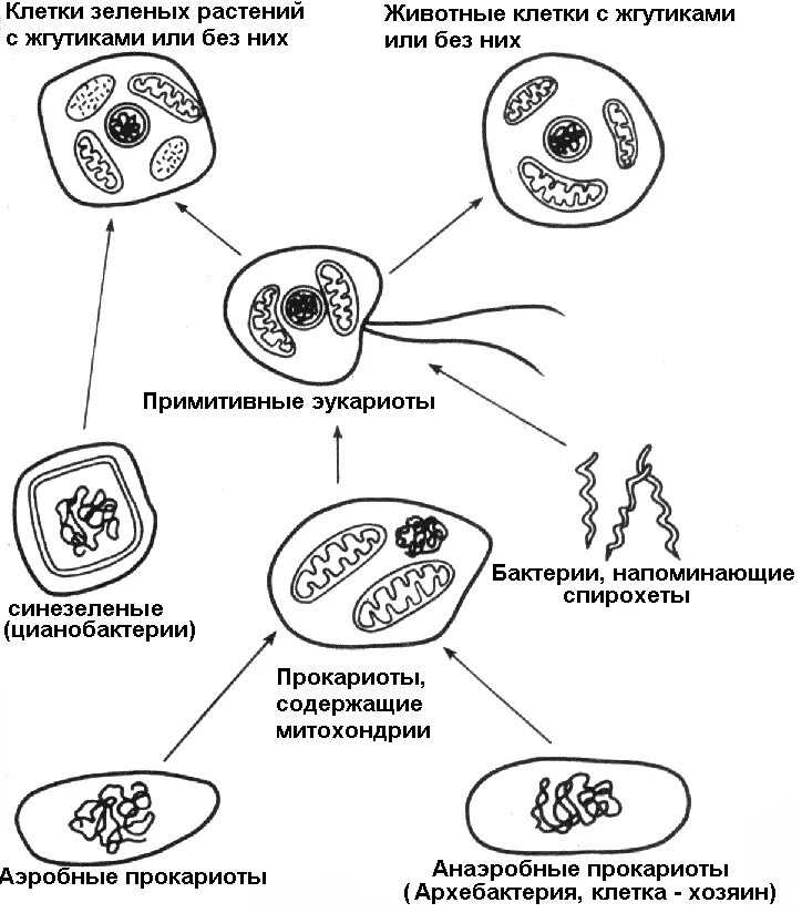 Возникновение клеточной формы жизни. Схема симбиотическая теория происхождения эукариотических клеток. Схема симбиотического возникновения эукариот. Гипотезы происхождения эукариотических клеток. Гипотеза симбиотического происхождения эукариотических клеток.