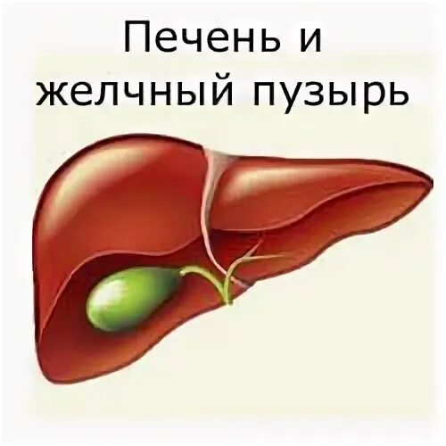 Часы работы печени