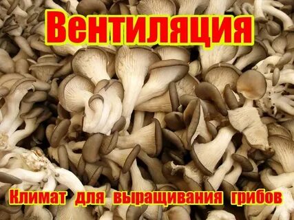 Гриб температура