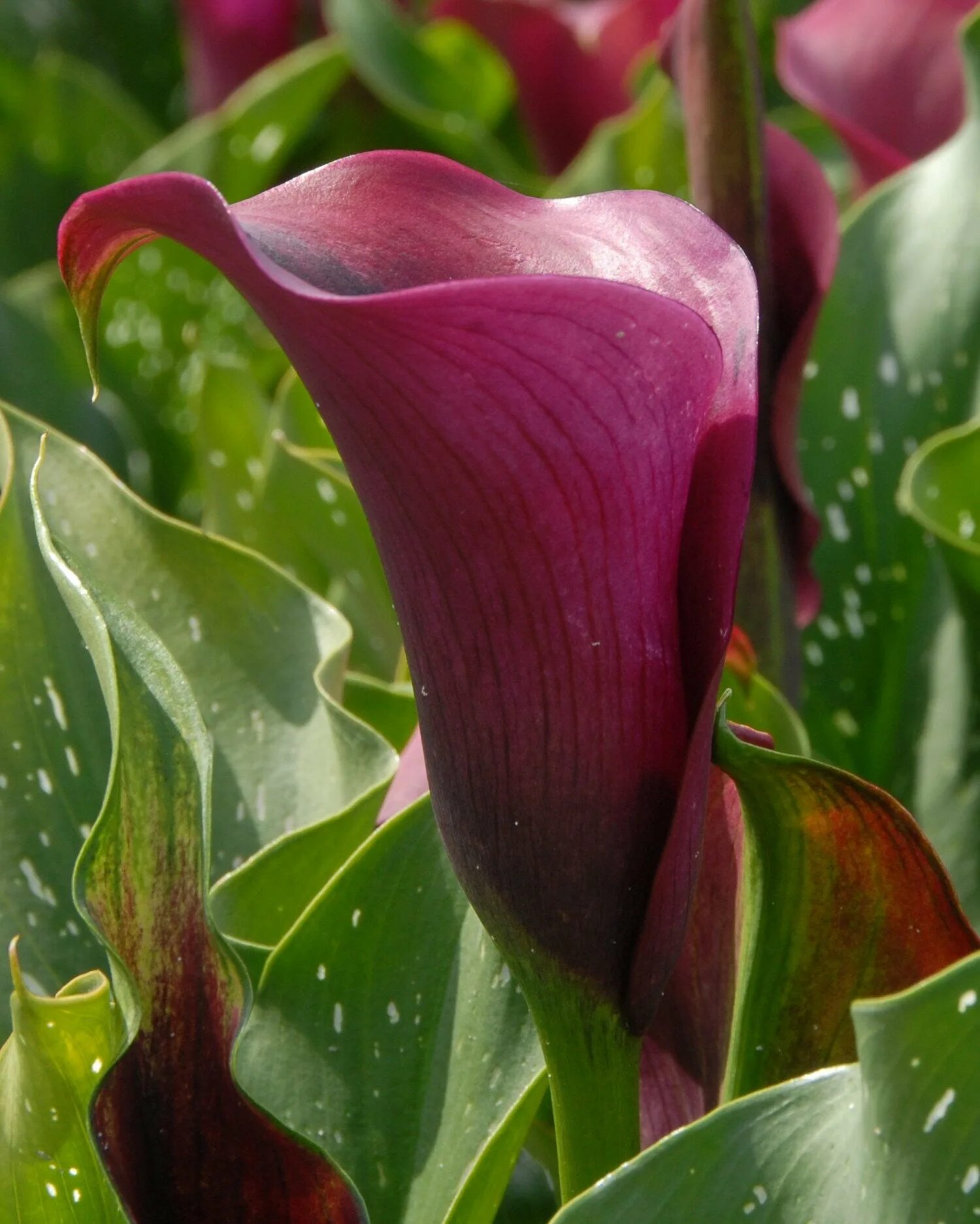 Калла капитан рено. Калла Zantedeschia Captain Prado. Zantedeschia Captain Maestro Калла. Калла Каптейн Тринити. Калла Captain Romance.