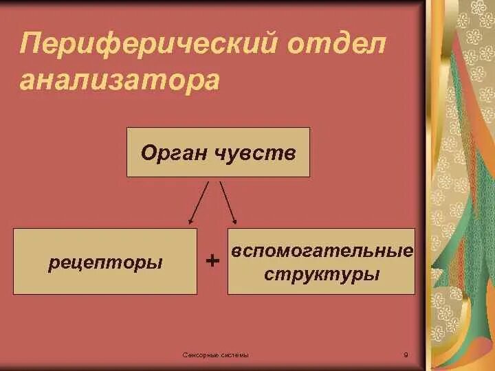 Структура периферического отдела. Периферический отдел анализатора. функции периферического отдела анализатора. свойства периферического отдела анализаторов. организация периферического отдела анализаторов.