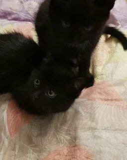 Двухмесячный котенок