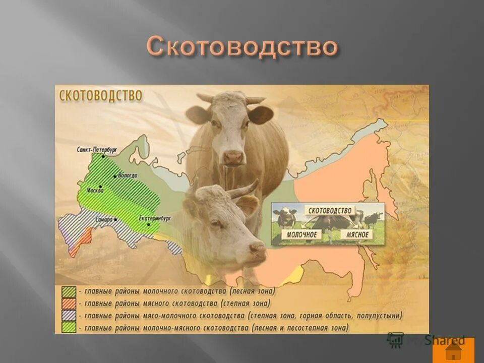 в каких районах развито скотоводство. скотоводство молочного направления развито в степной. в каких районах развито скотоводство. продукция молочного скотоводства. в каких районах развито скотоводство.