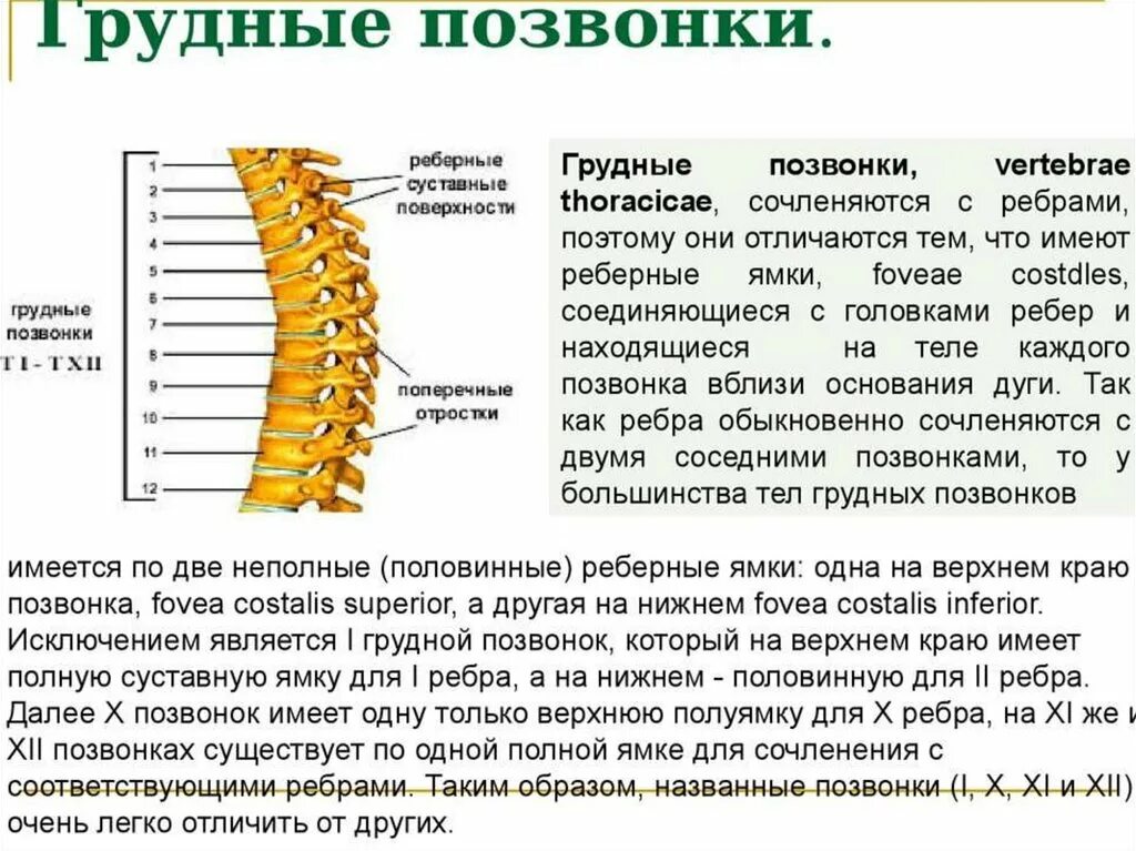 Функции шейного отдела. Особенности позвонков грудного отдела. Особенности строения поясничный грудного отдела. Особенности строения позвонков грудного отдела. Особенности строения грудных позвонков анатомия.