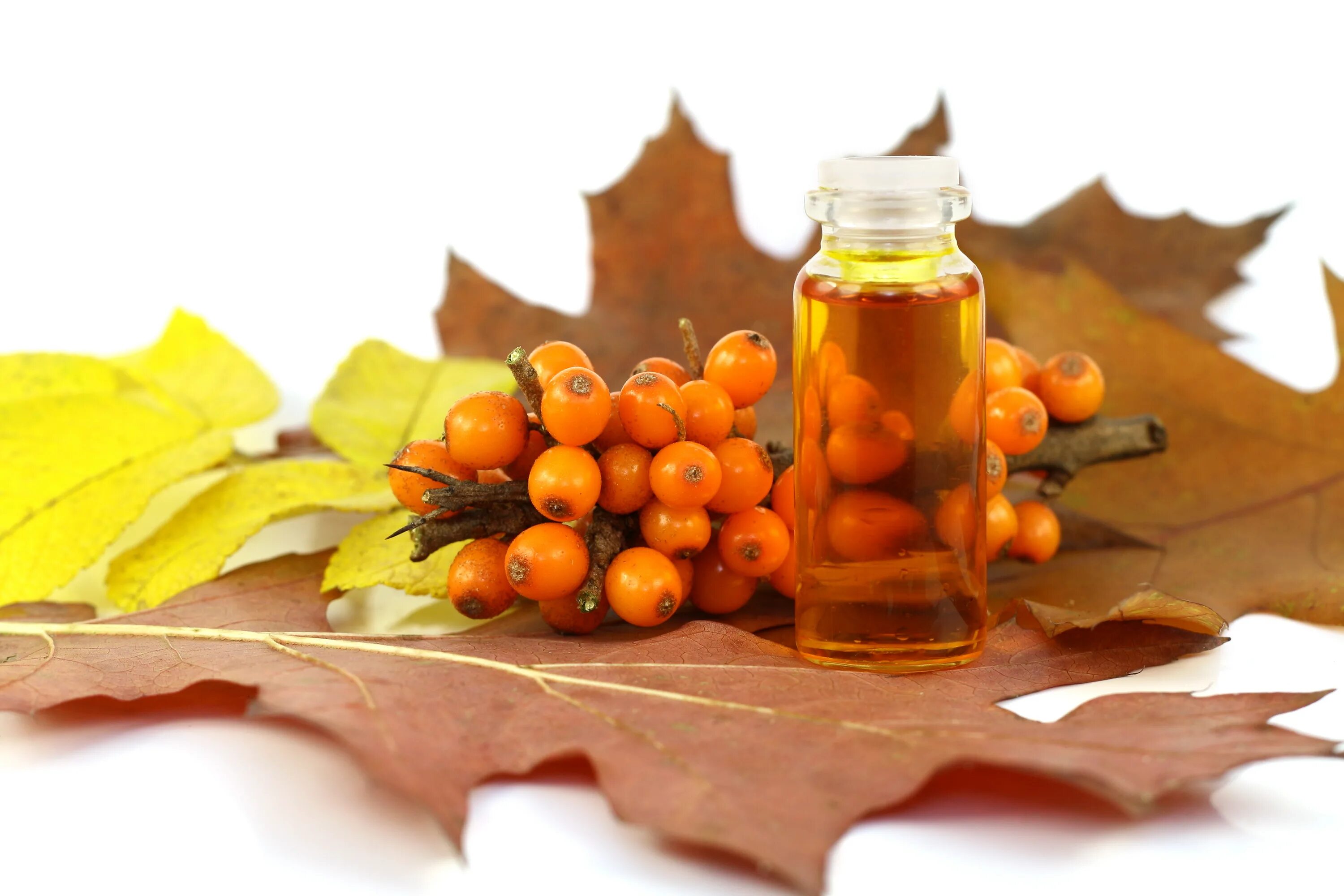 Масло облепихи польза. Sea Buckthorn облепиха что это. Облепиховое масло масло. Облепиховое масло в косметологии. Каротиноиды облепихи.