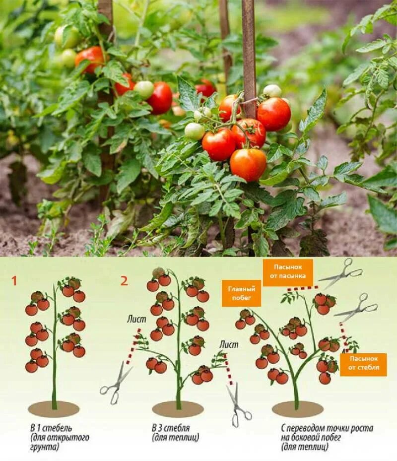 Нужно ли пасынковать помидоры. Пасынкование детерминантных томатов. Пасынкование томатов черри. Детерминантный сорт томатов пасынкование. Томат детерминанты пасынкование.