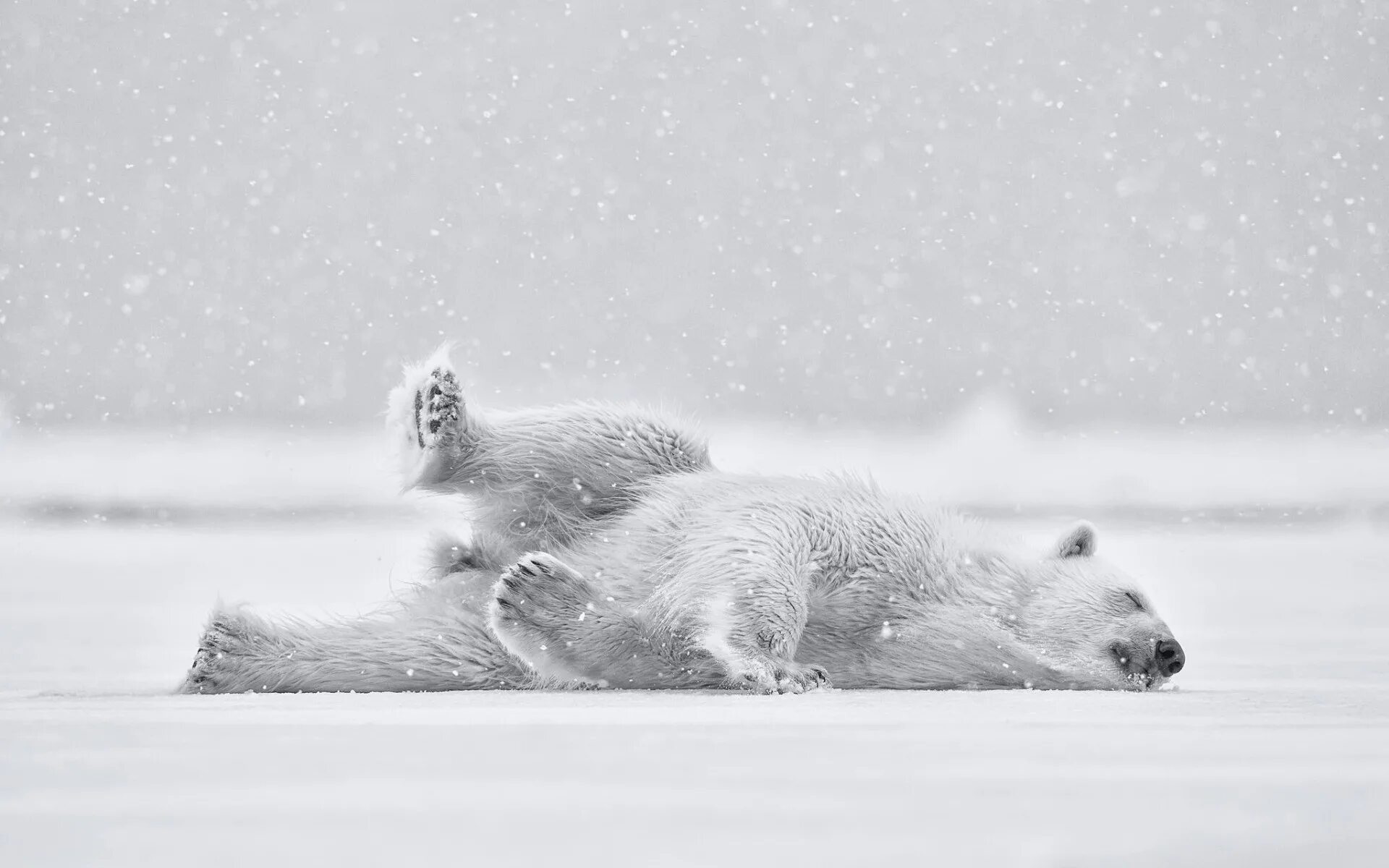 Медведь в сугробе. Белый медведь. Снежный медведь. Белый медведь на снегу. Белый мишка.