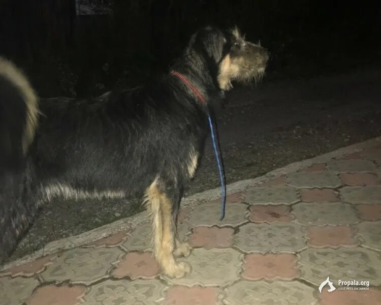 Найдена собака Чеховский район. Собаки в Свердловской области. Найденные собаки Псков. Купить собаку свердловская