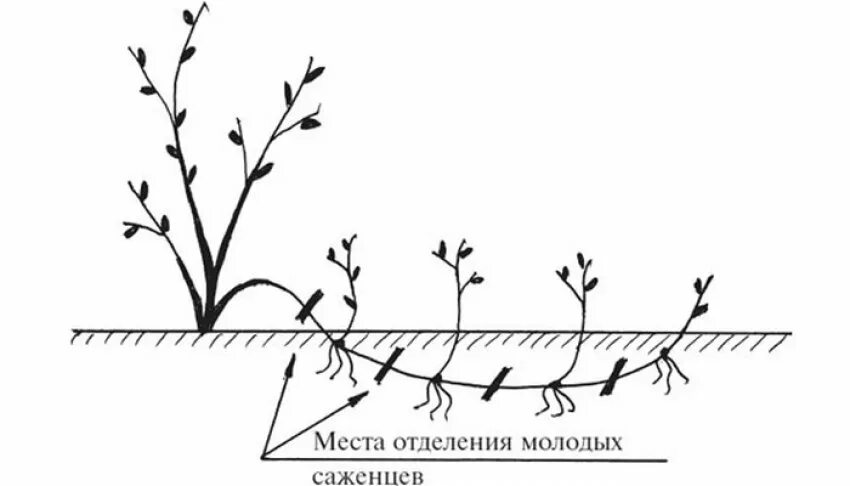 Размножение малины отводками. Размножение смородины отводками. Размножение малины горизонтальными отводками. Размножение ежевики отводками.